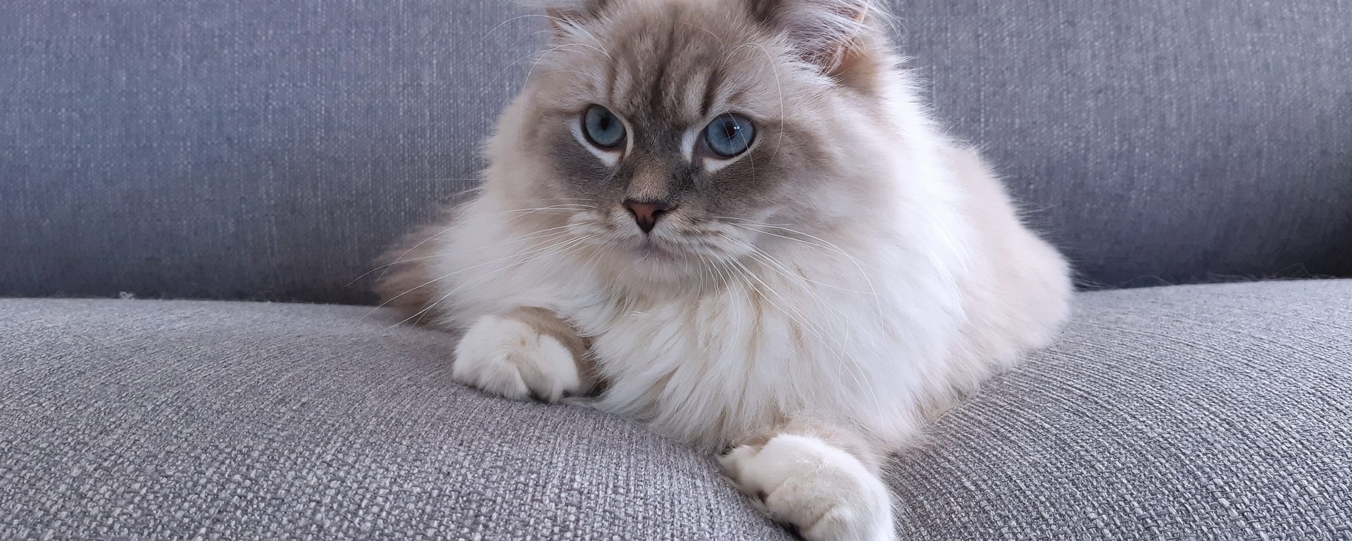 Olympe, chat Sibérien.